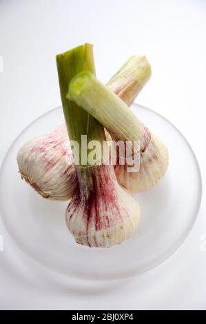 Three fresh young garlic bulbs on small ground glass plate - Stock Photo