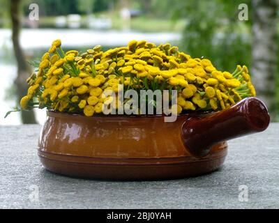 Tansy (Tanacetum vulgare) cut short and arranged in terracotta caserole dish on granite table by lake. Known as renfana in Sweden it is a very popular Stock Photo