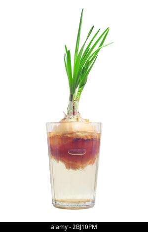 Onion in a glass isolated on a white background Stock Photo
