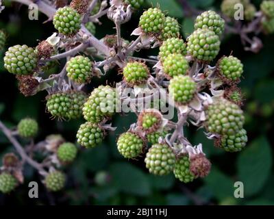 Blackberries ripening in Kentish hedgerow - Stock Photo