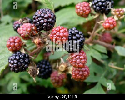 Blackberries ripening in Kentish hedgerow - Stock Photo