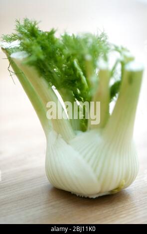 Bulb of florence fennel - Stock Photo