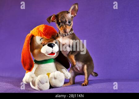 Short-haired Russkiy toy (Russian toy terrier) puppy Stock Photo
