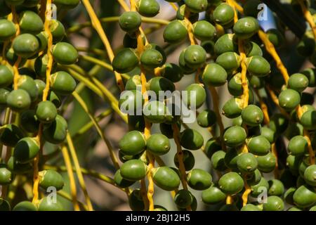 Dates bunches close up growing on a tree in the MIddle East - United Arab Emirates or Saudi Arabia  (portrait). Stock Photo