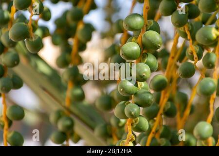 Dates close up growing on a tree in the MIddle East - United Arab Emirates or Saudi Arabia. Stock Photo