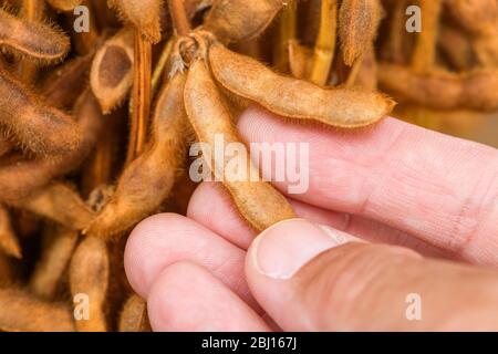 Farmer is checking quality of ripening soybean pods on plantation field, close up of male hand with selective focus Stock Photo