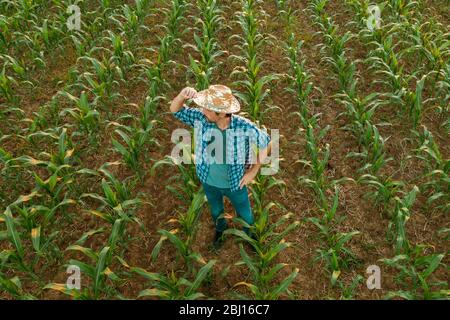 Tired exhausted farmer standing in cultivated sorghum field looking over the crops in his sweaty shirt after hardworking agricultural activity, aerial Stock Photo