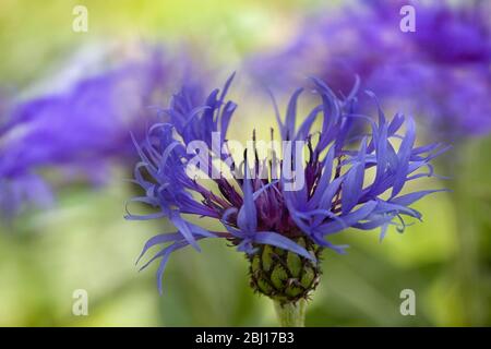 A blue mountain cornflower is in focus in the foreground against a background of movement blur where the flowers blow in the wind. Stock Photo