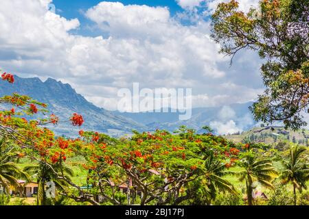 Landscape view of the Fijian countryside, showing Delonix regia, a species of flowering plant in the bean family Fabaceae, subfamily Caesalpinioideae; Stock Photo