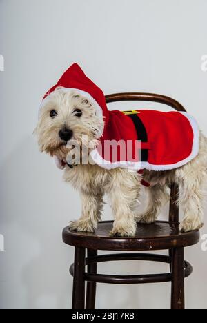 White terrier dog dressed wearing santa suit UK Stock Photo