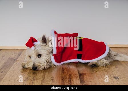 White terrier dog dressed wearing santa suit UK Stock Photo