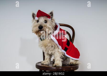 White terrier dog dressed wearing santa suit UK Stock Photo