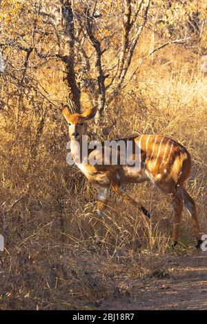 Female Nyala antelope (Tragelaphus angasii) in natural habitat. Timbavati Game Reserve, South Africa Stock Photo