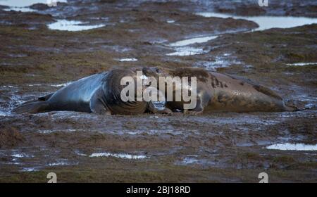 Pair of Grey Atlantic Seals, Halichoerus Grypus, Courtship, Donna Nook Lincolnshire uk Stock Photo