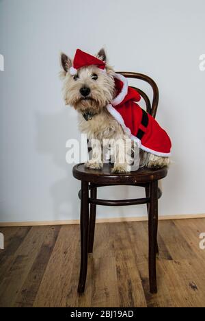 White terrier dog dressed wearing santa suit UK Stock Photo