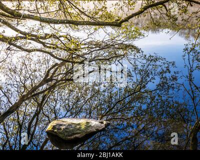 The branch of a tree and its reflection in the still water of a lake. Stock Photo