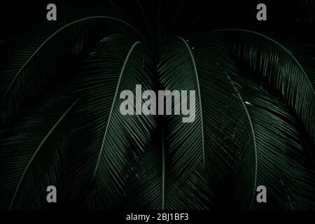 Palm leaves on dark background in the jungle. Dense dark green