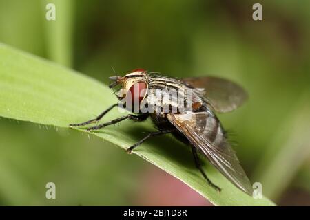 Common Blow Fly resting on a blade of grass, close up. Stock Photo