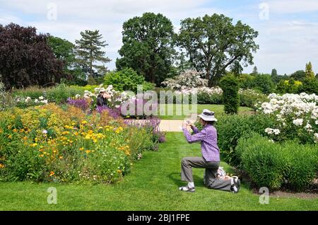 An elderly woman kneeling down to photograph colourful summer flowers in the Royal Horticultural Society gardens at Wisley Surrey England UK Stock Photo