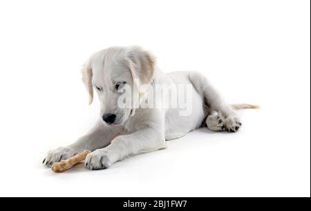 Puppy and doggy bone golden retriever Chow chow mix Stock Photo - Alamy