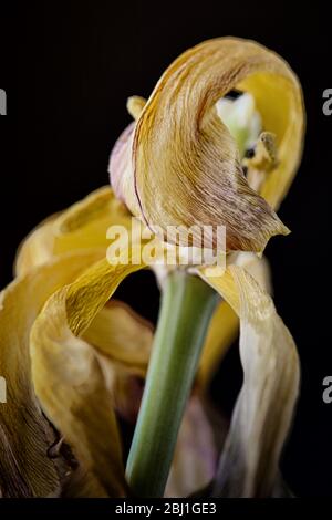 Flower print hi-res stock photography and images - Alamy