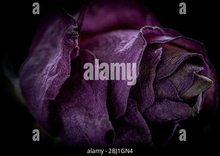 A dark pink rose changes shape as it withers and dies creating a  lengthened flower bloom with textured petals, studio shot with a black background. Stock Photo