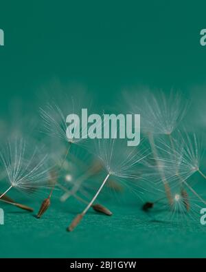 Dandelion seed heads look as if they are dancing Stock Photo