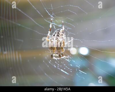 Spider waiting in it's web for food. Stock Photo