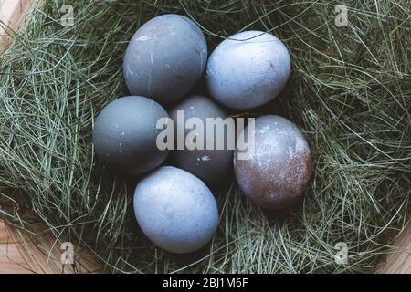 Amazing painted easter eggs. Gray blue eggs on dry grass in wooden plate. Easter in country house or on farm. Using hay and colored grass and natural Stock Photo