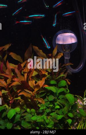 Carbon dioxide diffusion in tropical aquarium Stock Photo
