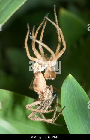 Nursery Web Spider Stock Photo