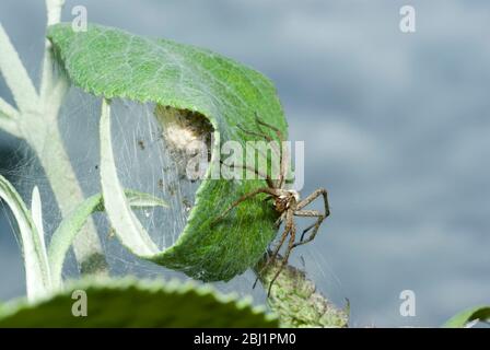 Nursery Web Spider Stock Photo