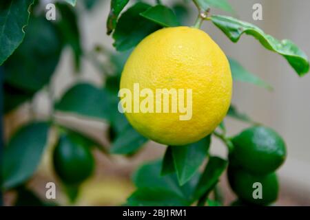 Lemons growing on a tree, Sydney, Australia. Stock Photo