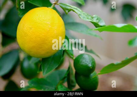 Lemons growing on a tree, Sydney, Australia. Stock Photo