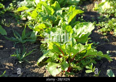 Plantation of beets growing in garden Stock Photo