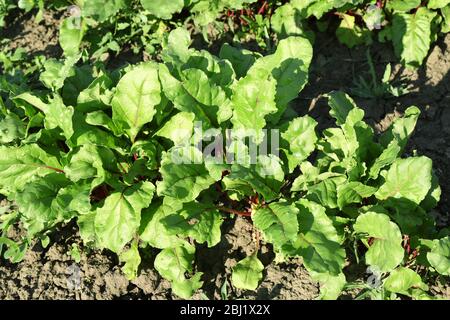 Plantation of beets growing in garden Stock Photo