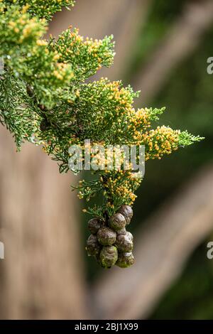 Cones, nuts, fruit of a Monterey Cypress tree, hanging from a branch with the tree trunk behind in the rain. Devon, UK 2020. Cupressus macrocarpa Stock Photo