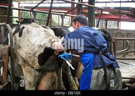 Vet examines cow in cattle shed Stock Photo