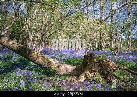 Bluebells Stock Photo