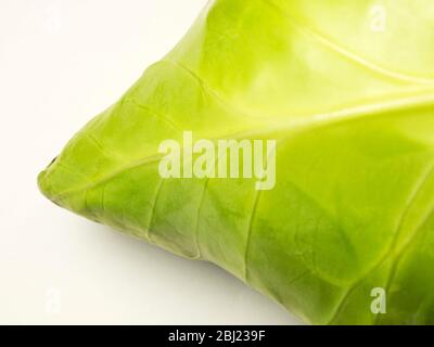 Fresh pointed cabbage close up showing leaf veins on a white background Stock Photo