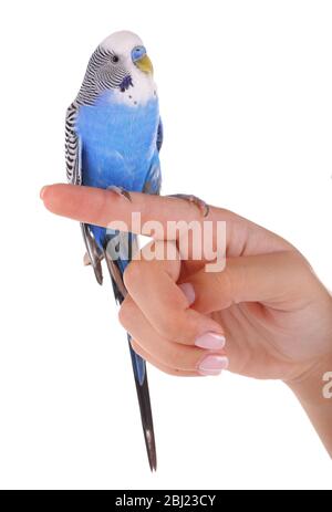 Budgerigar on hand isolated on white Stock Photo