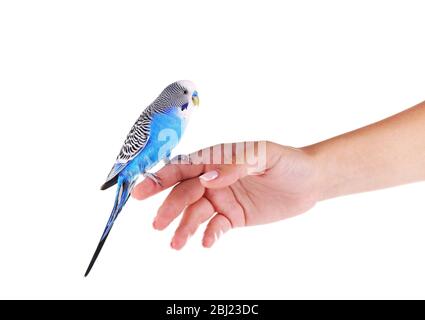 Budgerigar on hand isolated on white Stock Photo