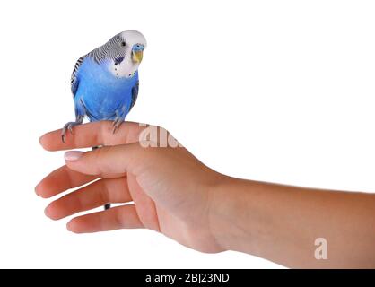 Budgerigar on hand isolated on white Stock Photo