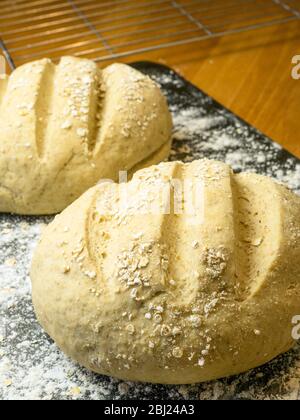Two proved oat bread loaves ready for baking on a floured baking sheet Stock Photo