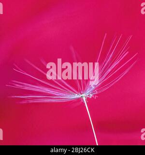 Macro Close up of DandelionTaraxacum seed with water drops on pink background Stock Photo