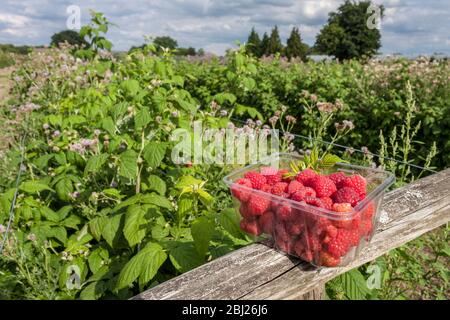Raspberries, Rubus idaeus cultivar, in a plastic punnet, freshly picked Stock Photo