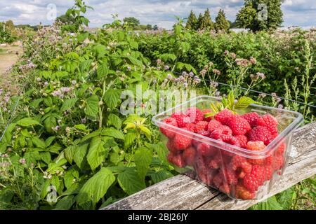 Raspberries, Rubus idaeus cultivar, in a plastic punnet, freshly picked at a pick your own farm. Stock Photo