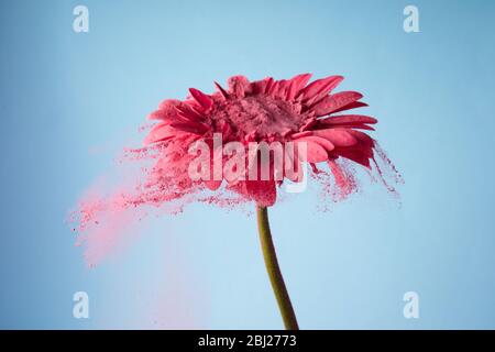 Flower with pink powder on blue background. Explosion cloud. Colorful dust explode. Power energy. Stock Photo