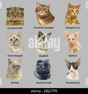 Cat breeds vector set of 9 different cat breeds in realistic style. stock illustration Stock Vector