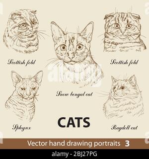 Hand drawing set of a purebred cats breeds. Cat heads isolated on beige background. Vector hand drawn realistic portraits.Cats illustration collection Stock Vector